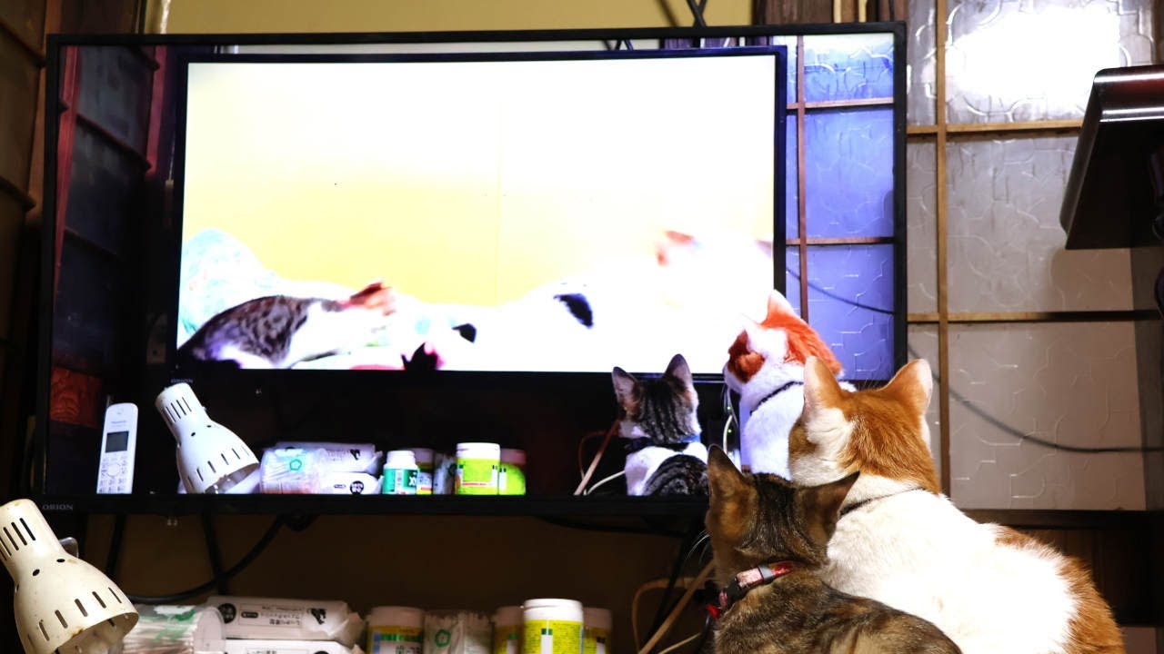 テレビに映る自分をみるちろと子猫たち2　221220