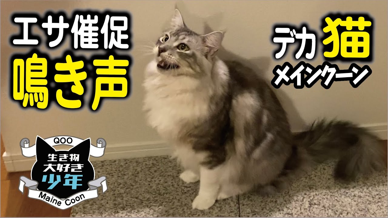 【メインクーン】大型猫のかわいい鳴き声。エサを催促して鳴く。