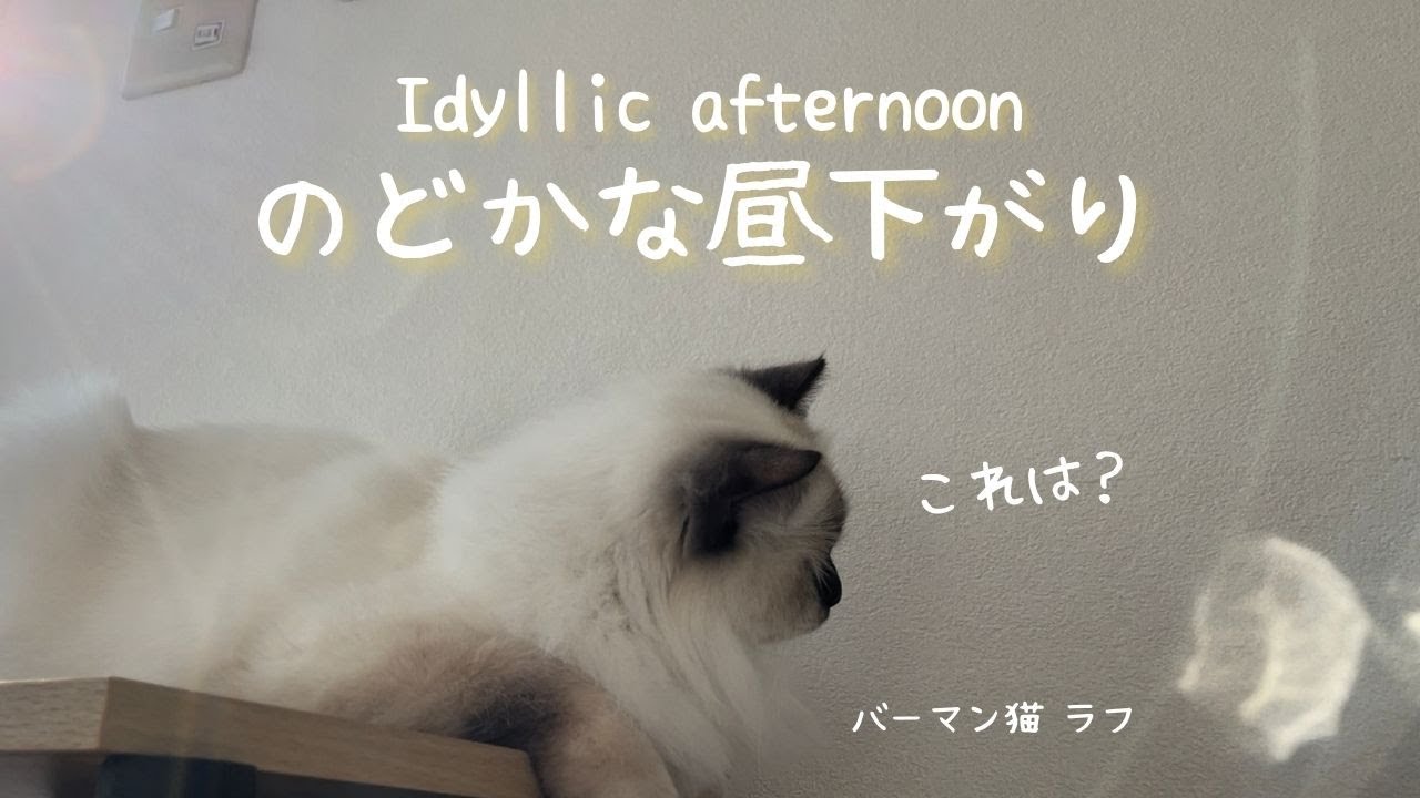 とっても気持ち良さそうなバーマン猫【のどかな昼下がり】Idyllic afternoon（バーマン猫）Birman/Cat