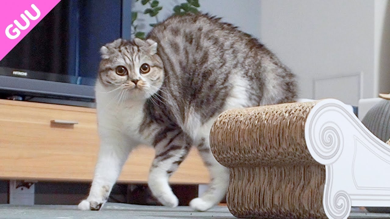 突然威嚇ポーズになっちゃう猫［スコティッシュフォールド］