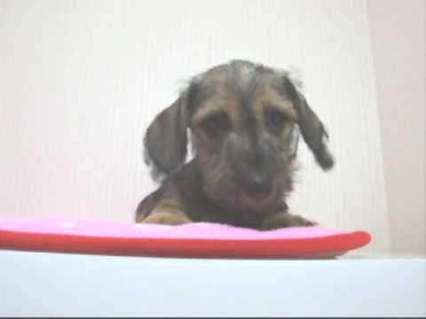 ミニチュアダックスワイヤーの女の子2-2