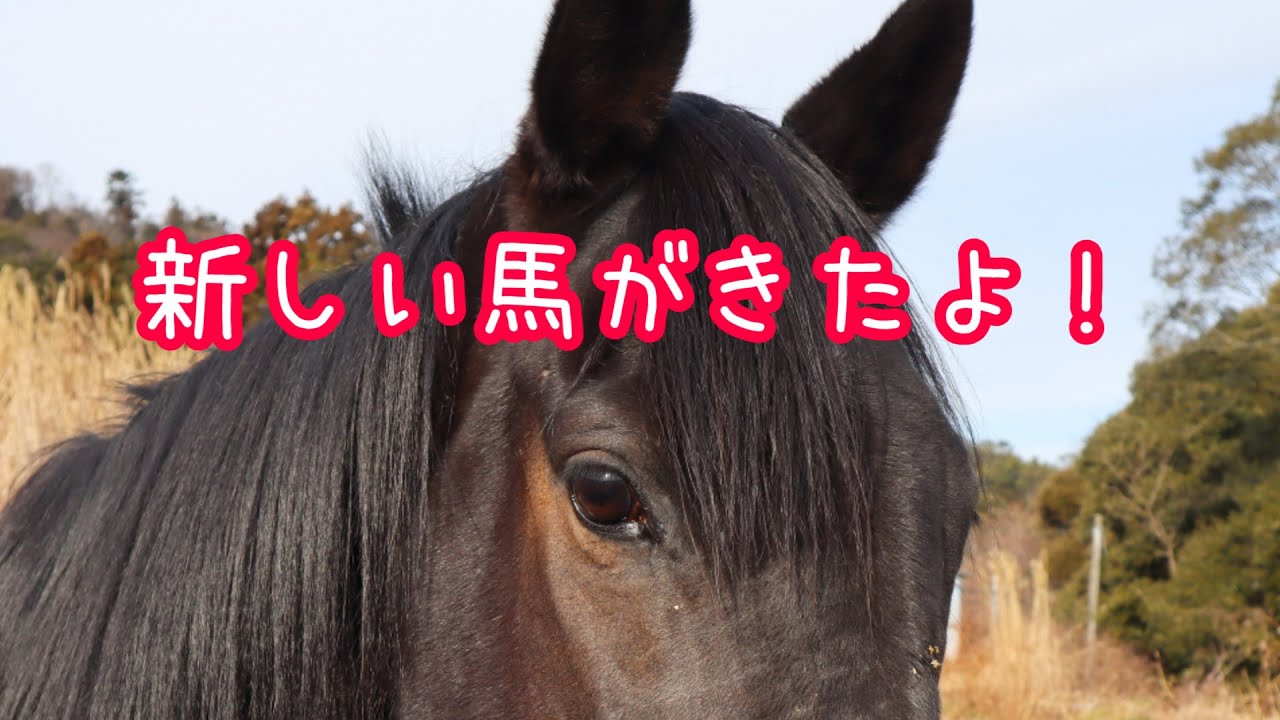 新しい馬を紹介します！