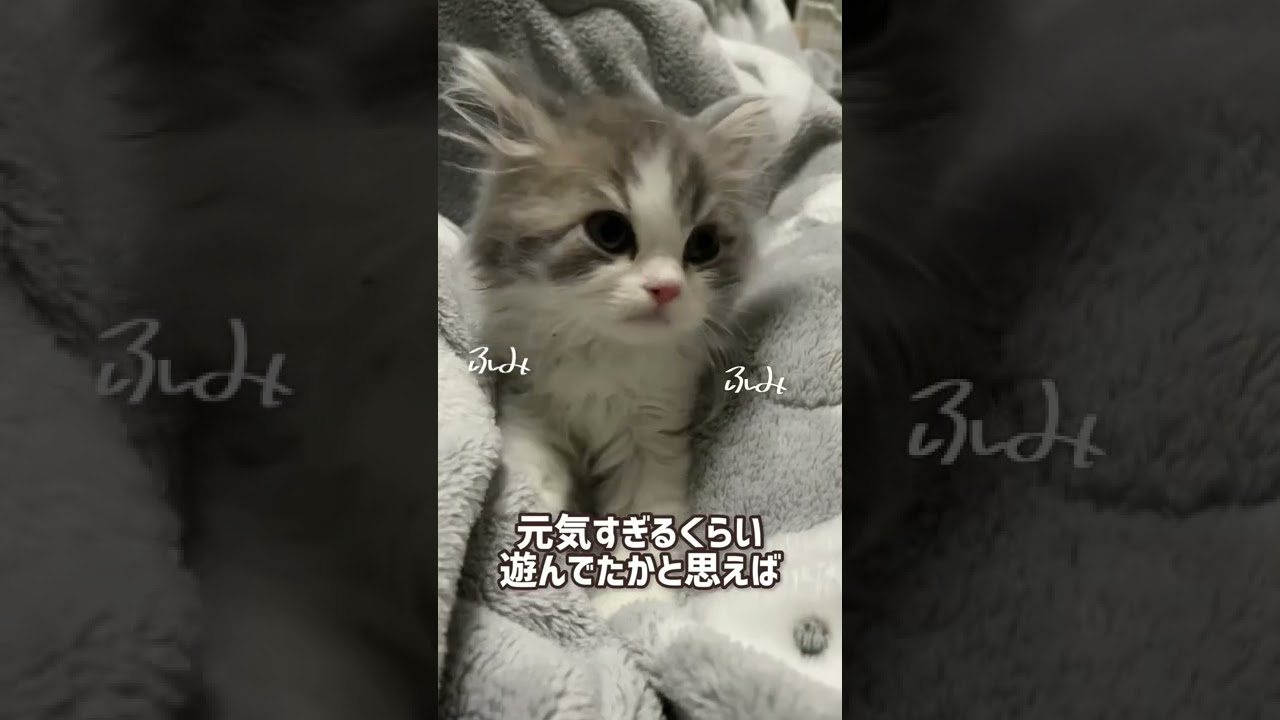 子猫の寝る前ルーティン【ラガマフィン】