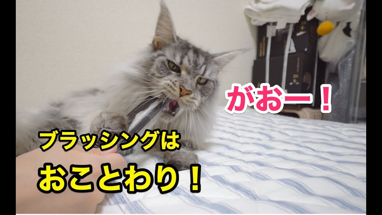 ブラッシングでライオン化っ！！【大きい猫メインクーン】