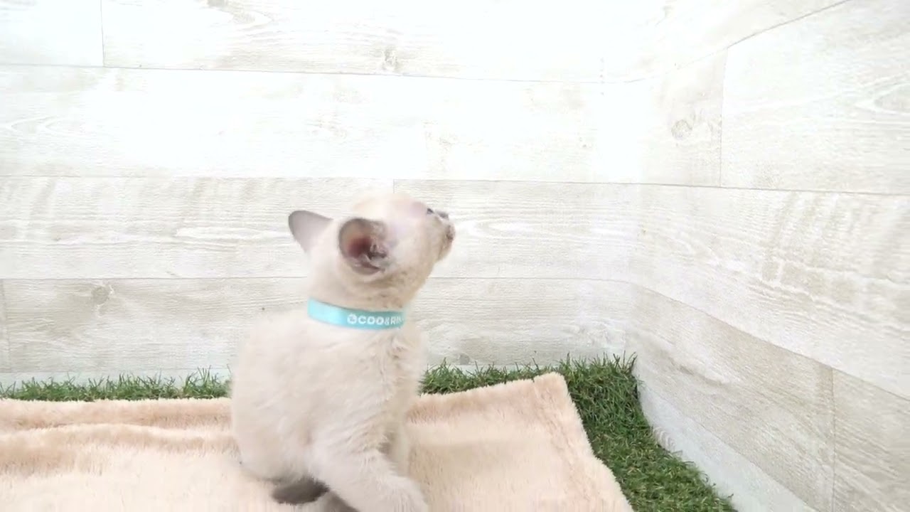 00581367 トンキニーズ