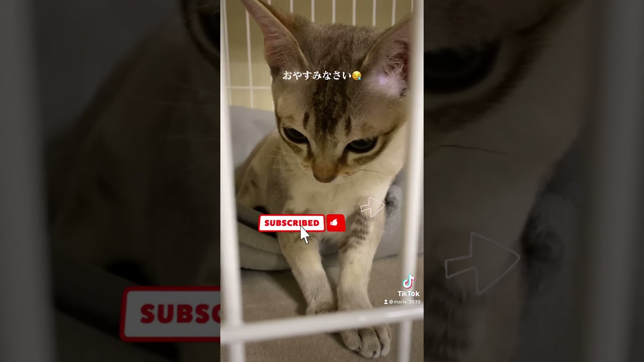 【シンガプーラ】眠たそうにしてます。