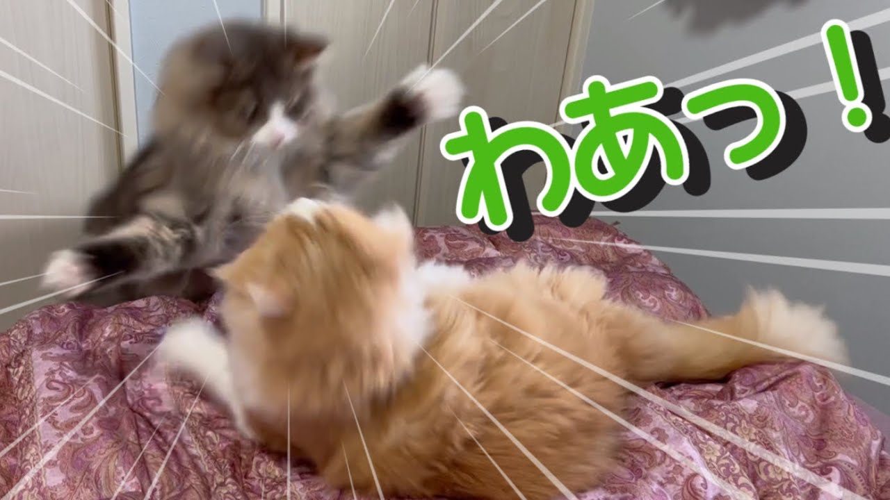 【猫パンチ‼︎】先輩猫に挑発するノルウェージャンフォレストキャットww