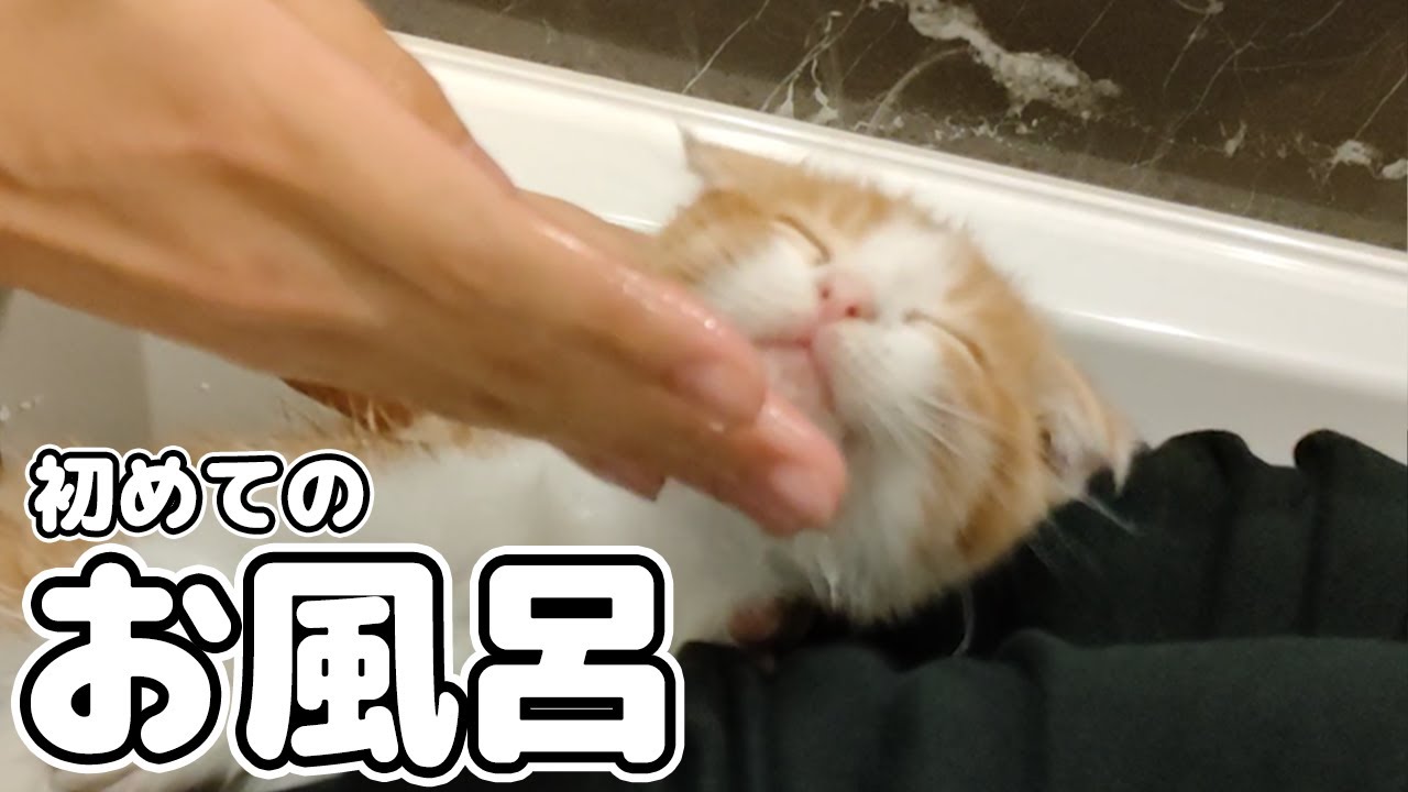 初めてのお風呂で子猫がまさかのこうなりました・・・