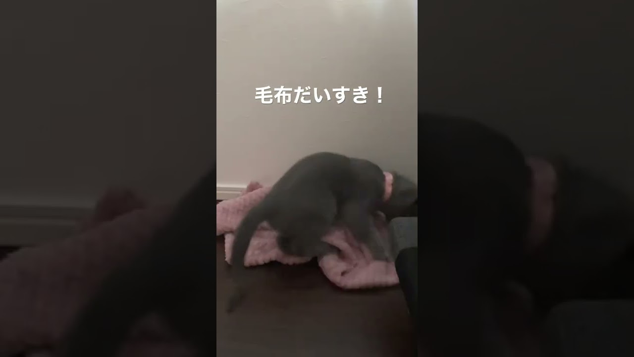 毛布で遊ぶシャルトリューの仔猫がかわいすぎる #シャルトリュー #猫 #猫のいる暮らし