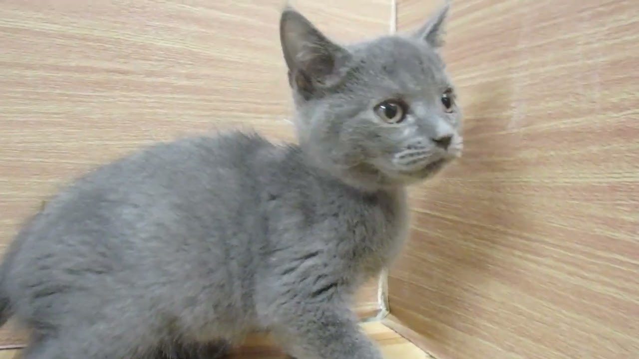 Coo&RIKU　No00610239 ブリティッシュショートヘアー