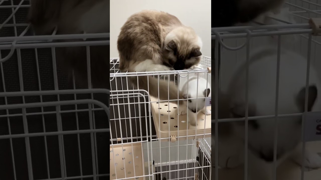 たぬきに似た猫のラグドールのしっぽが大好きな子猫 #shorts #ragdoll #ショート #ラグドール