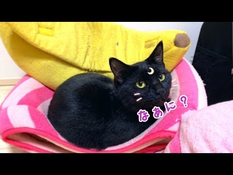 保護猫ナナちゃんすっかりベンガルファミリーの仲間に