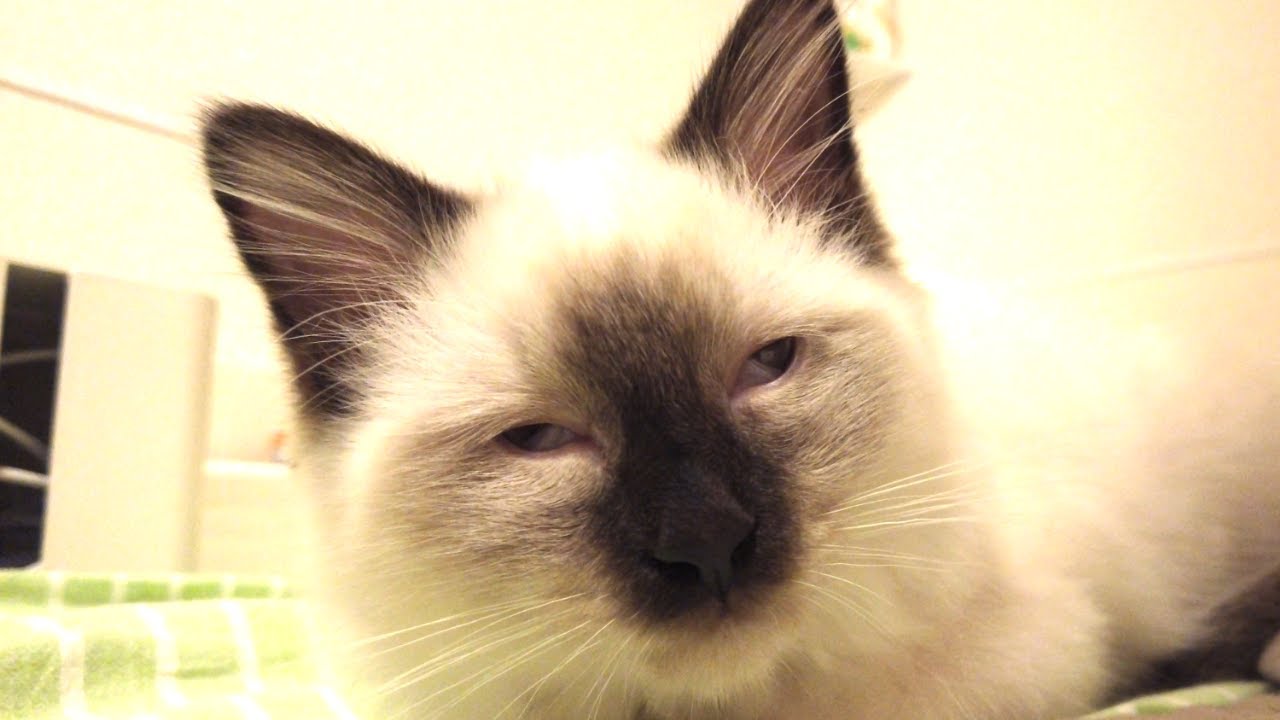 眠気と戦う子猫の雄姿をご覧ください。【バーマン】
