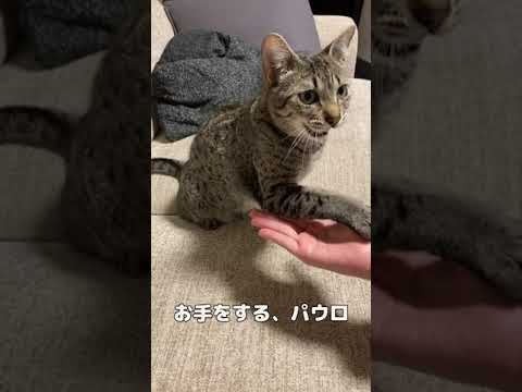 ワンコ顔負けのお手の後に謎の癖を発動する猫が可愛すぎる【エジプシャンマウ】A very clever cat #shorts