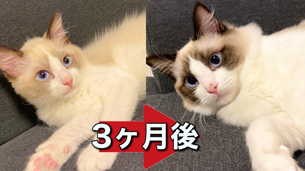 【初心者必見】たった3ヶ月で成長しすぎたラグドールの子猫w w