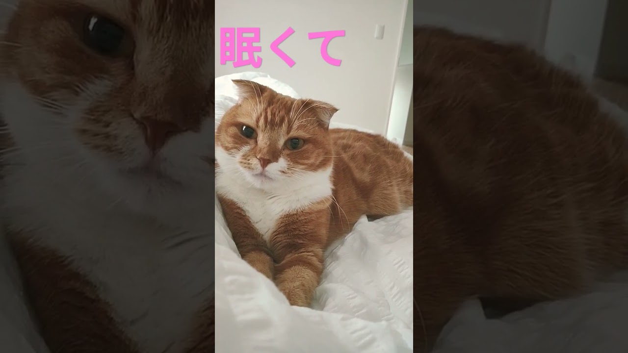 【スコティッシュフォールド】眠くて 起きていたいのに目が閉じちゃう猫#ねこ #coco  #shorts