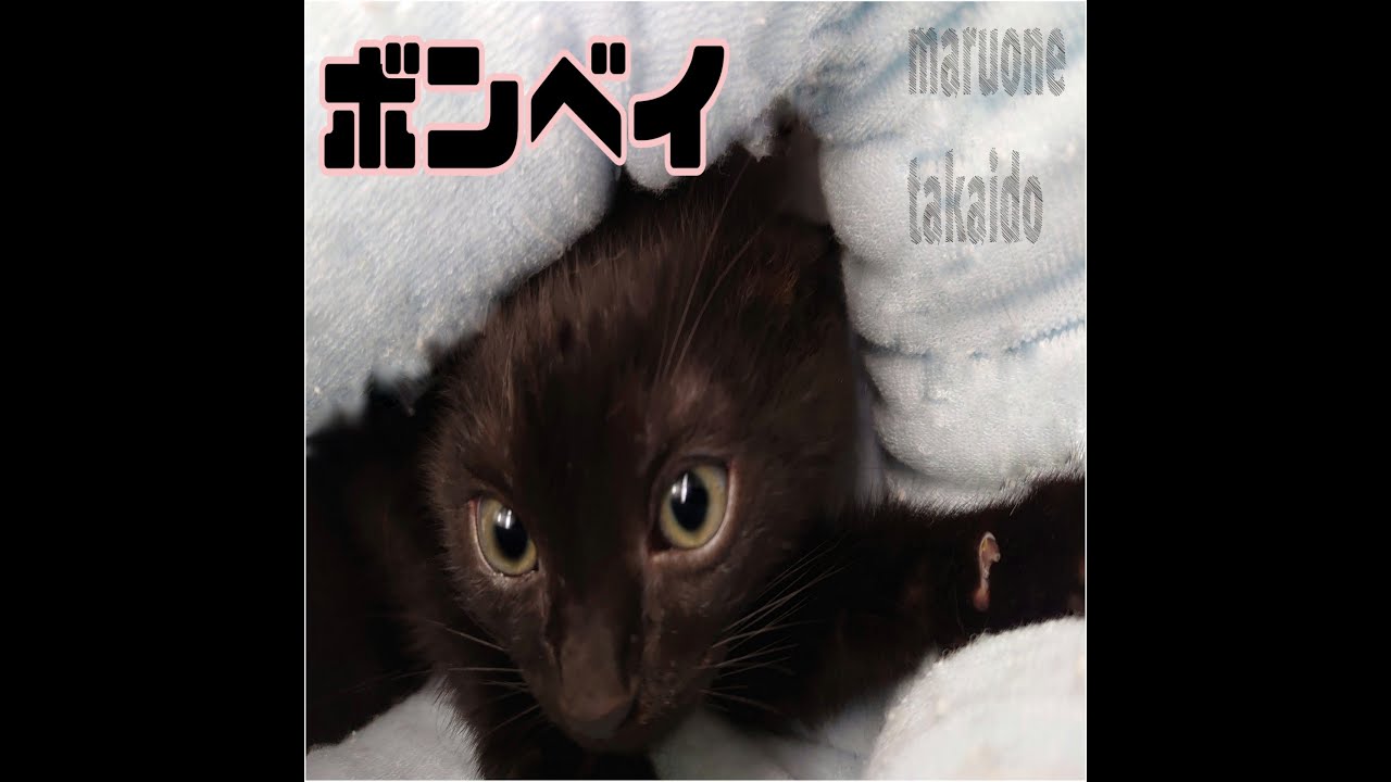 【ボンベイ】ホットタオルでお手入れ♪