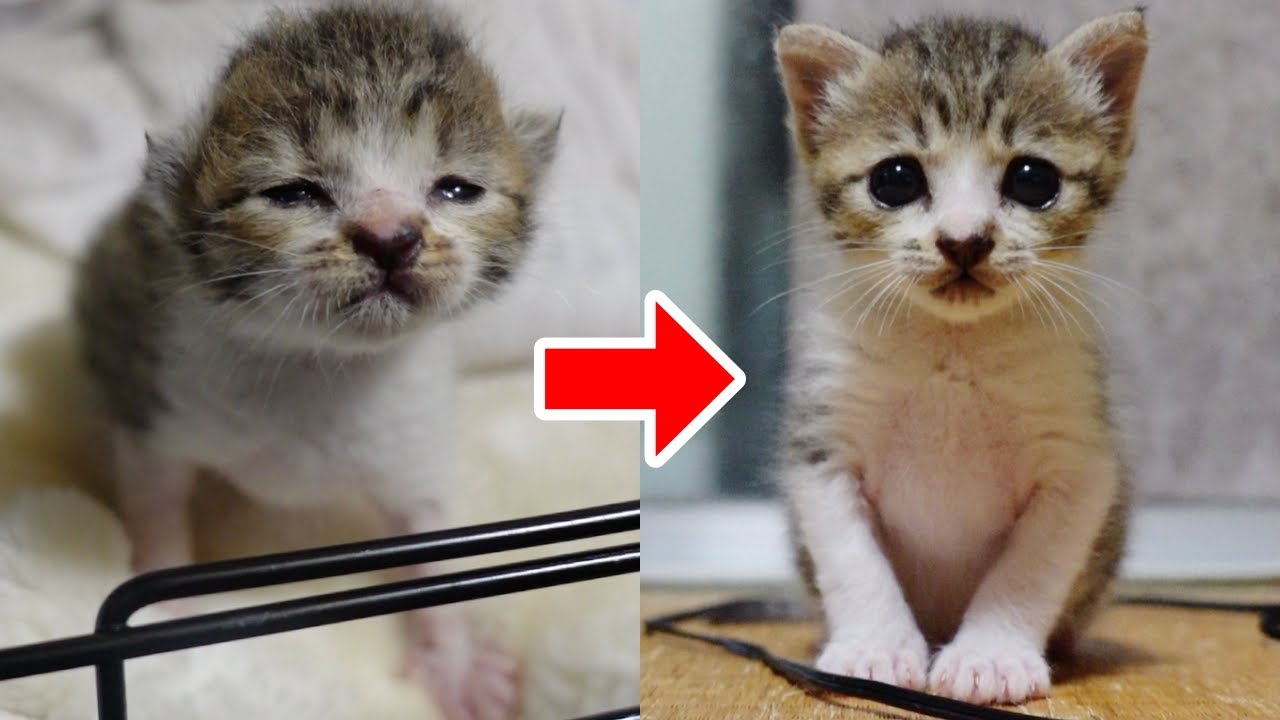 【総集編】子猫が家猫になってから500ｇまでの記録