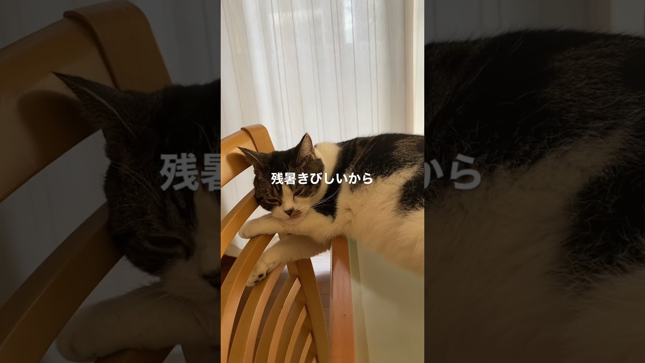 マンチカン猫のラピちゃん　残暑きびしいから涼しい場所で💤