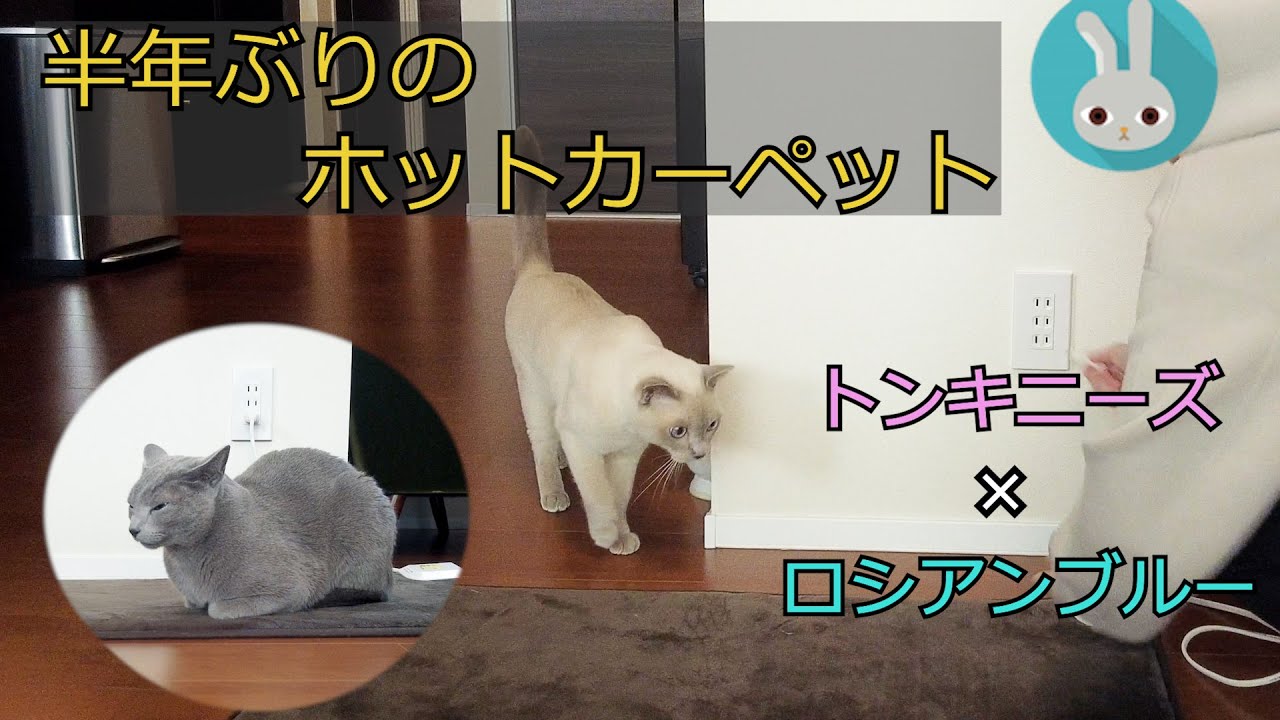 【冬の楽しみ】【ロシアンブルー×トンキニーズ】一番乗りは誰だ!?（＃77）