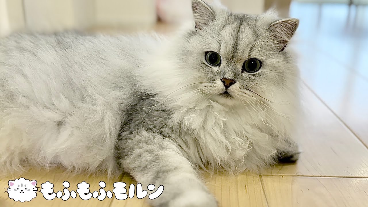新しいiPhoneで猫を撮影してみました 【サイベリアン】
