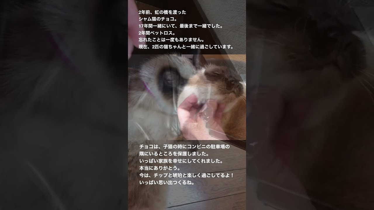 2年前に虹の橋を渡ったシャム猫のチョコちゃん。これからも、たくさん思い出つくります。 #shorts