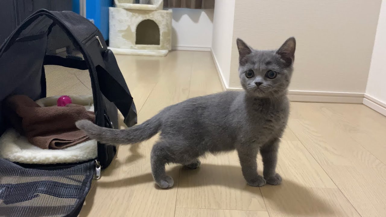 子猫がやってきた【ブリティッシュショートヘア】