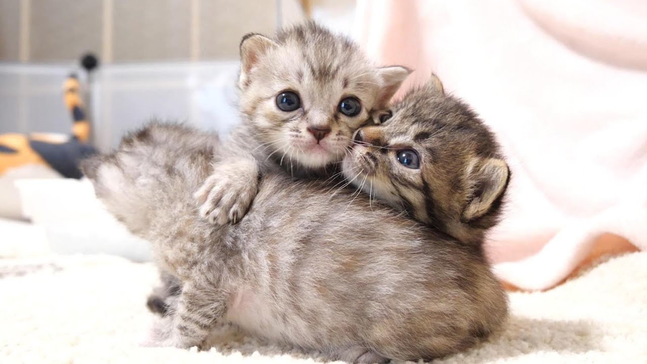 子猫のケルベロスが誕生したのか思ったらかわいい喧嘩中でした。【赤ちゃん猫　保護猫】