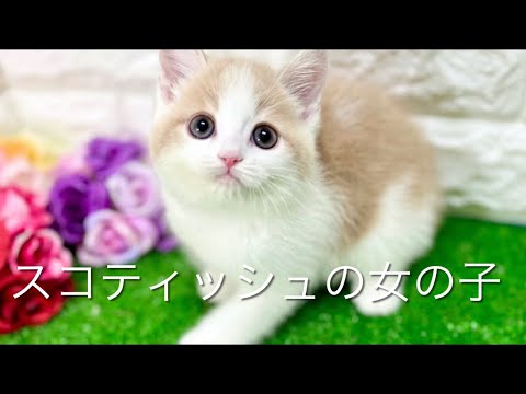 スコティッシュフォールドの子猫　（和歌山）