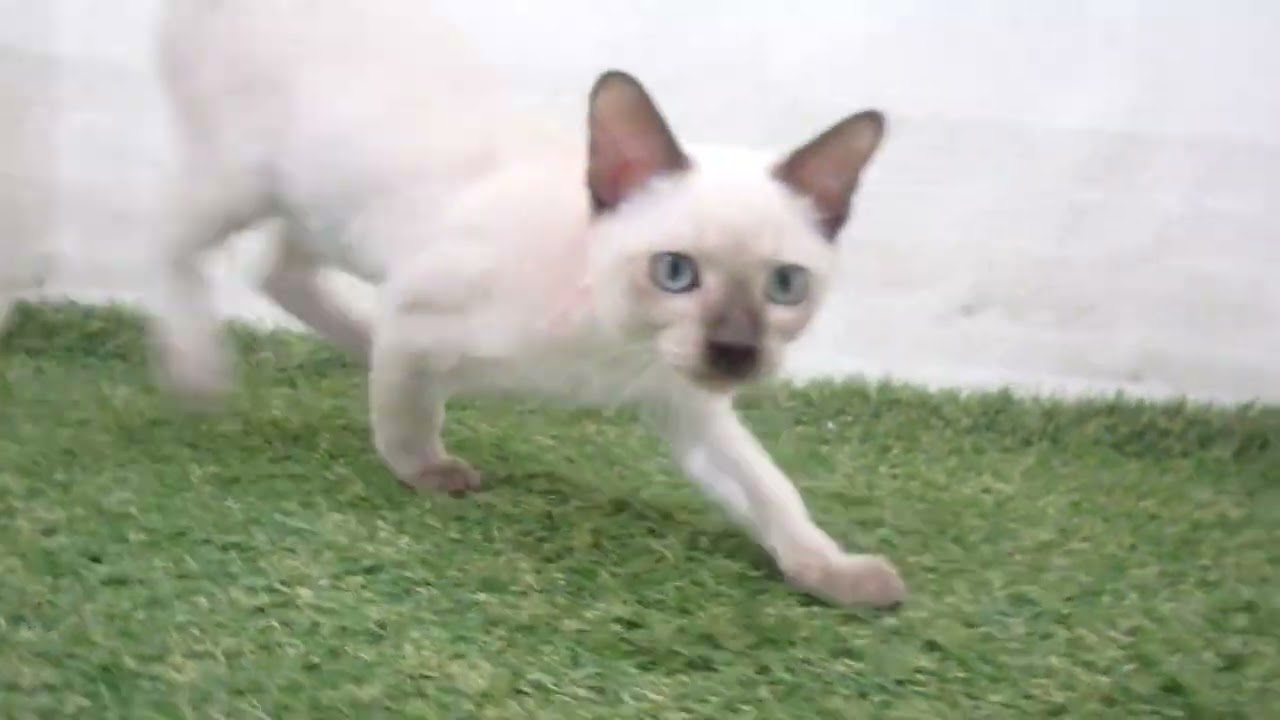 00594610 トンキニーズ