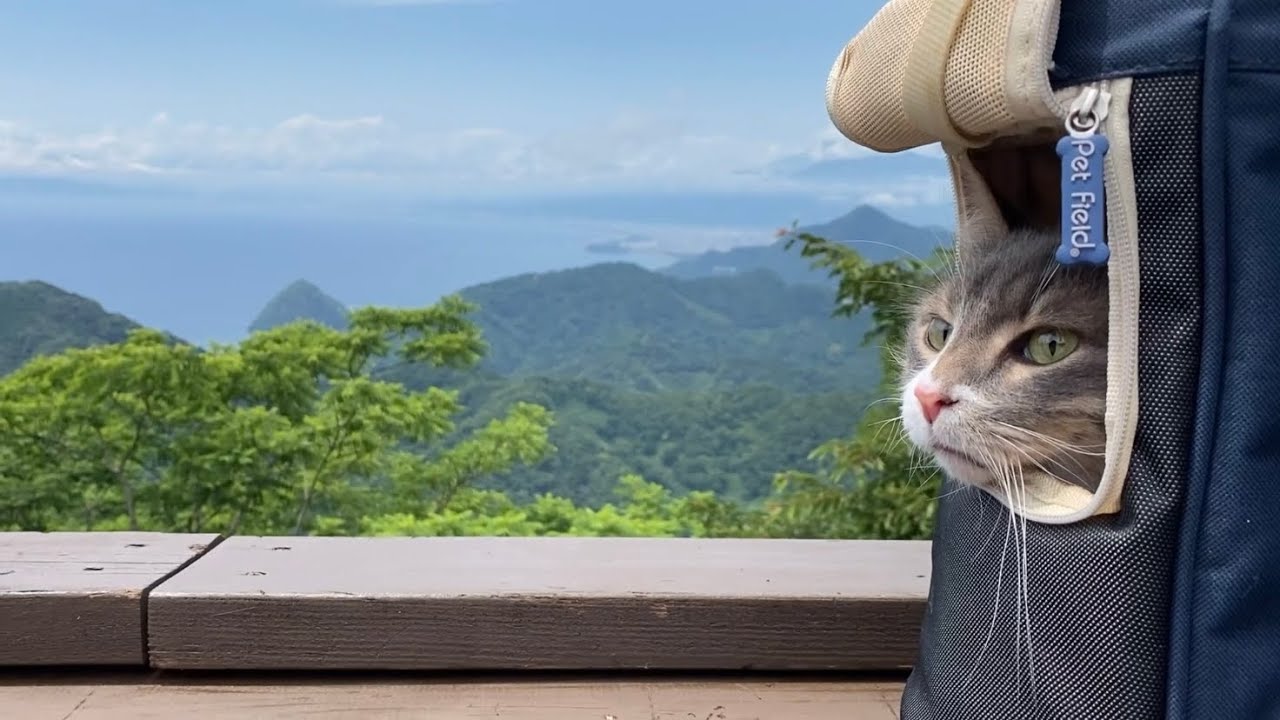 景色を静かに眺める猫　ノルウェージャンフォレストキャットA cat looking at the scenery quietly. Norwegian Forest Cat.