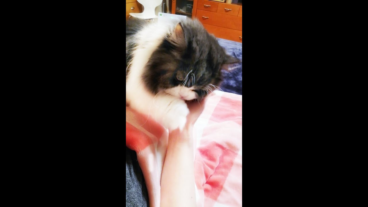 お膝で甘える猫／ラガマフィン猫コバンの日常 affectionate cat