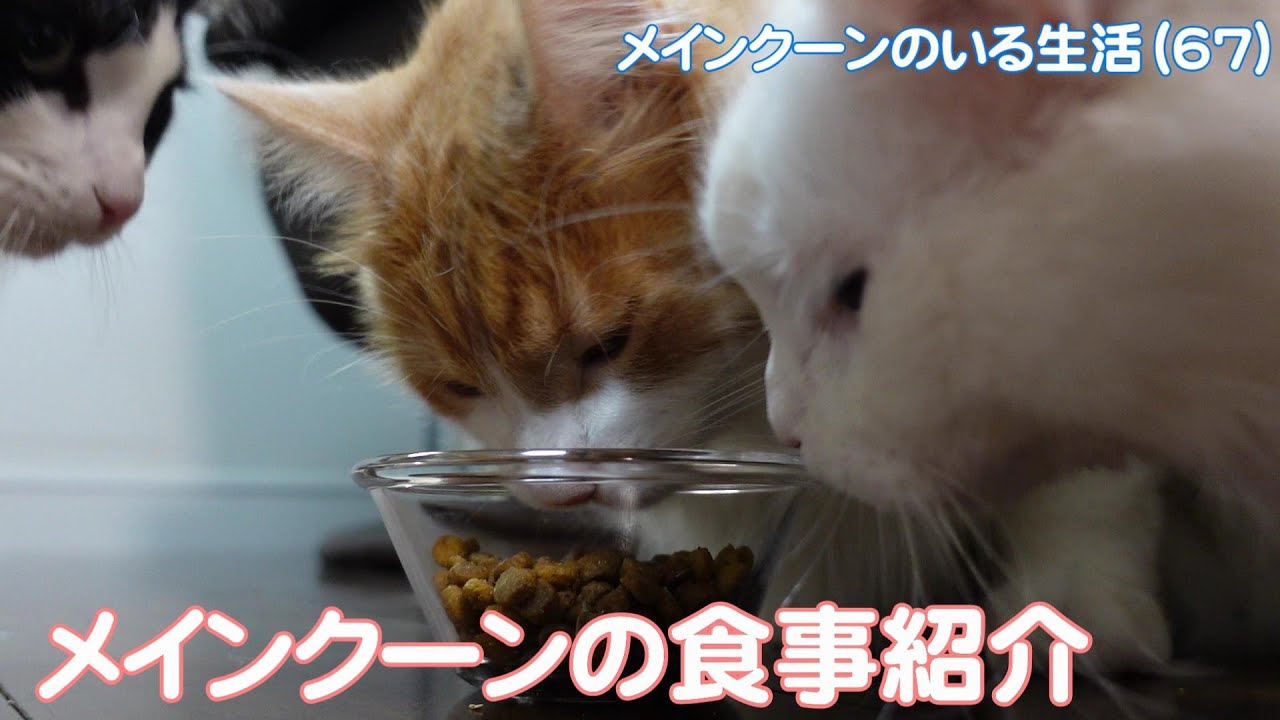 【メインクーンのいる生活67】メインクーンの食事紹介