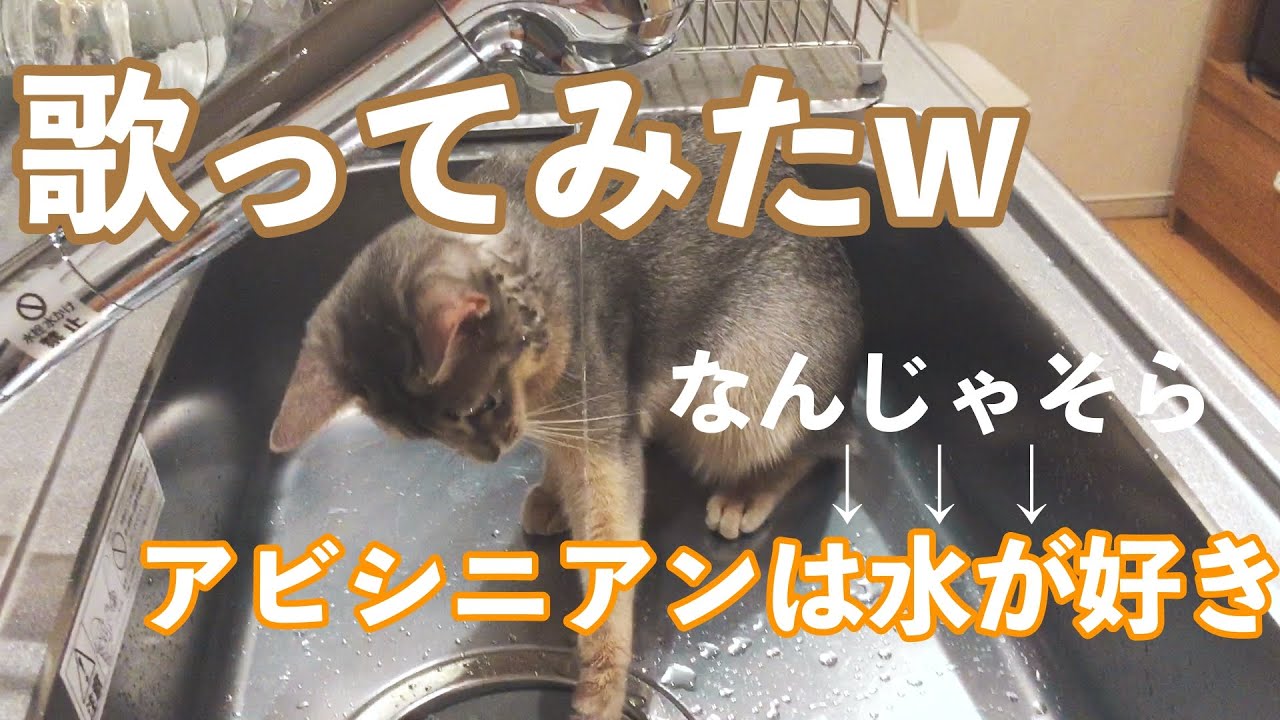 #9 歌ってみた動画　〜アビシニアンは水が好き〜　[アビシニアンのYuno]