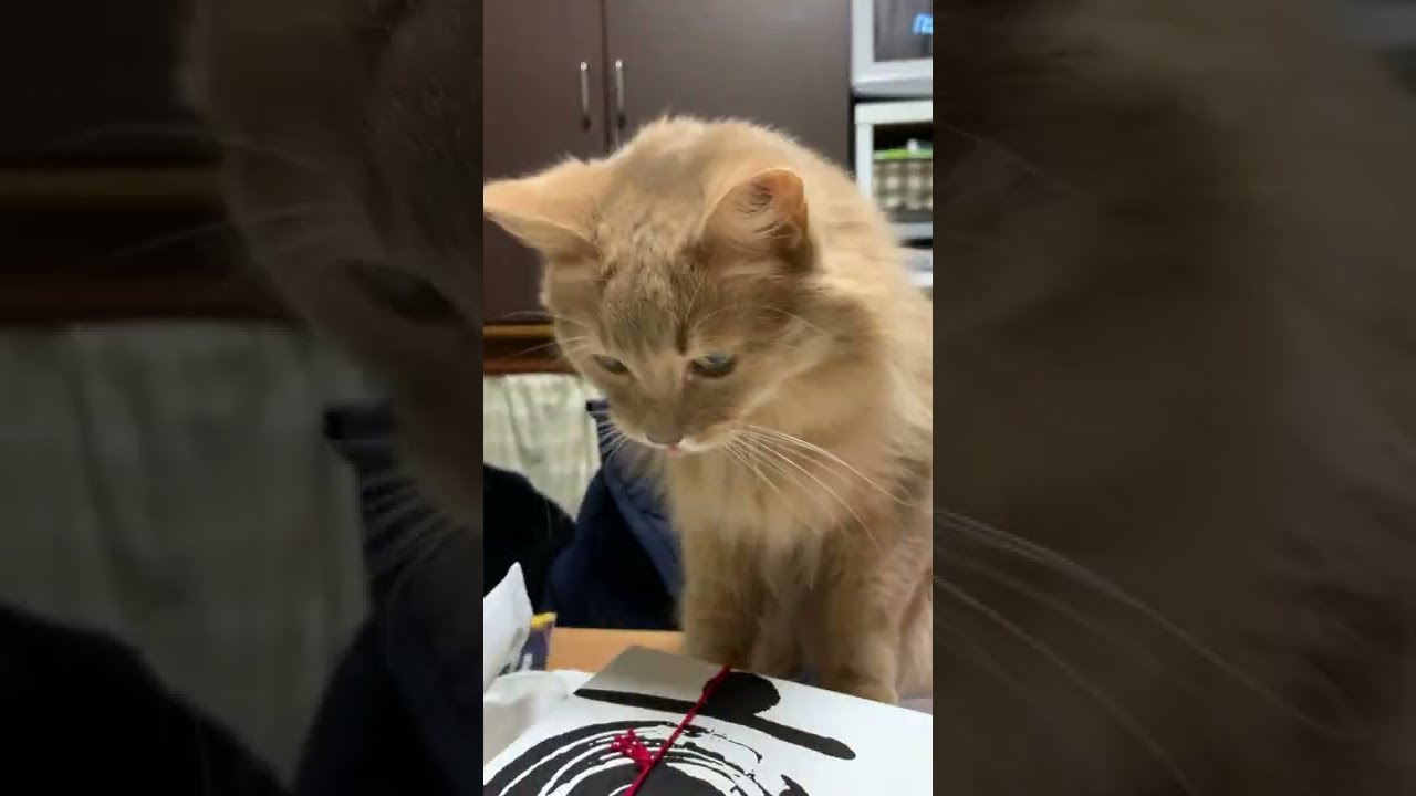 【ソマリ猫】イタズラ中のシンバくん！#Shorts