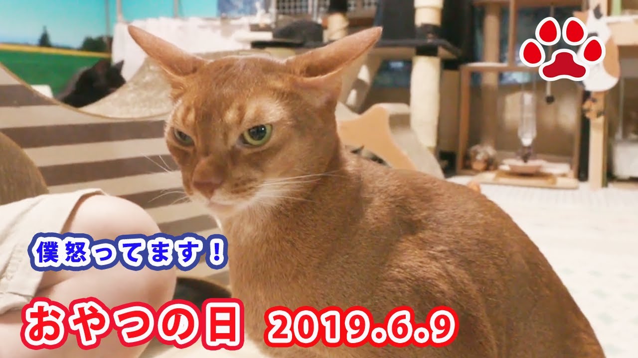 アビシニアン無言の抗議か！突然のフリーズする。2019.6.9 ちゅーる   Churu. June 9, 2019 【Miaou みゃう】