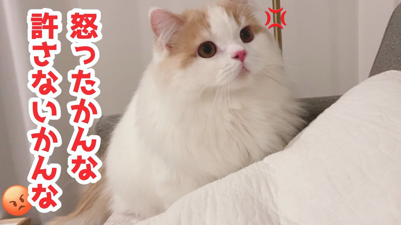 人間みたいなキレ方をするもふ猫【スコティッシュフォールド長毛】