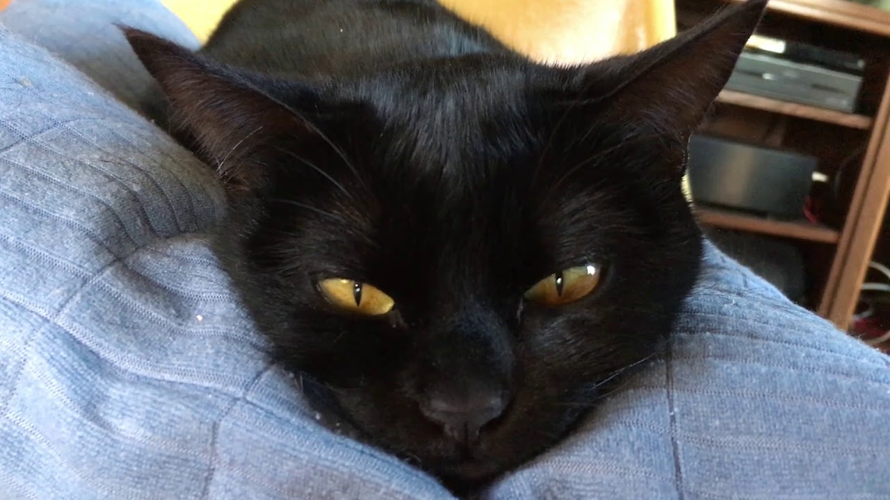 寝姿が可愛いハナちゃん☆4匹黒猫ボンベイ家族