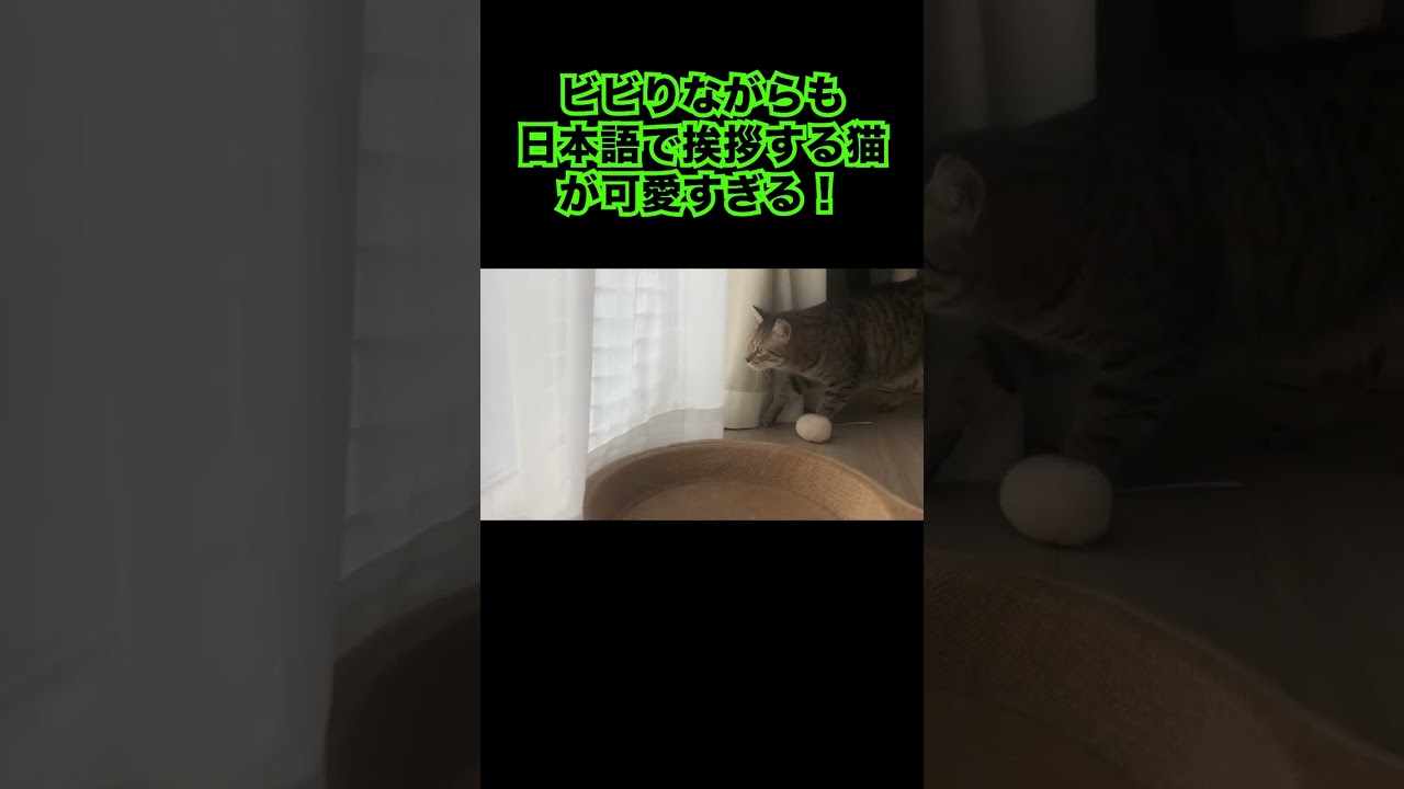 ビビりながらも日本語で挨拶する猫が可愛すぎる！#shorts