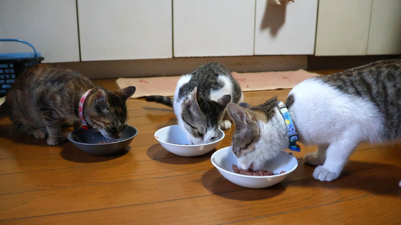 子猫たちのお食事　221222