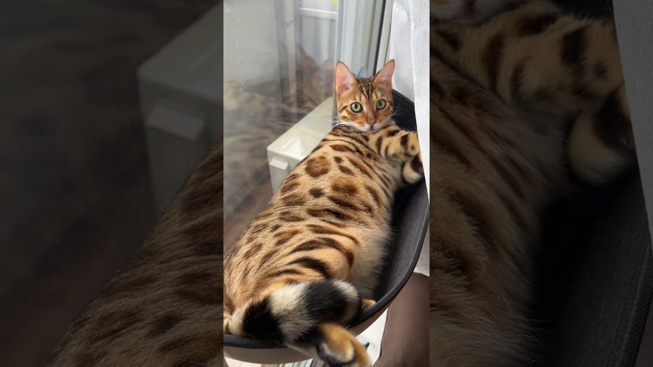 【ベンガル猫】くつろぎすぎじゃない？【#shorts】