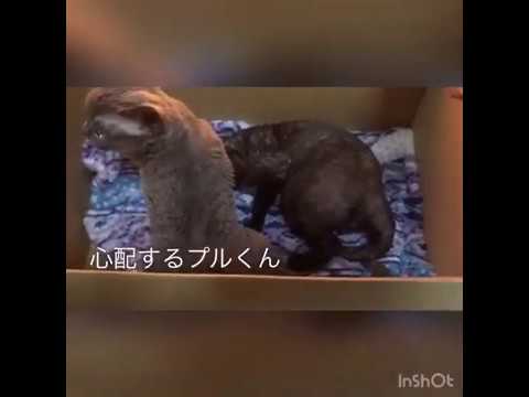 デボンレックス ウィネッテちゃんの出産