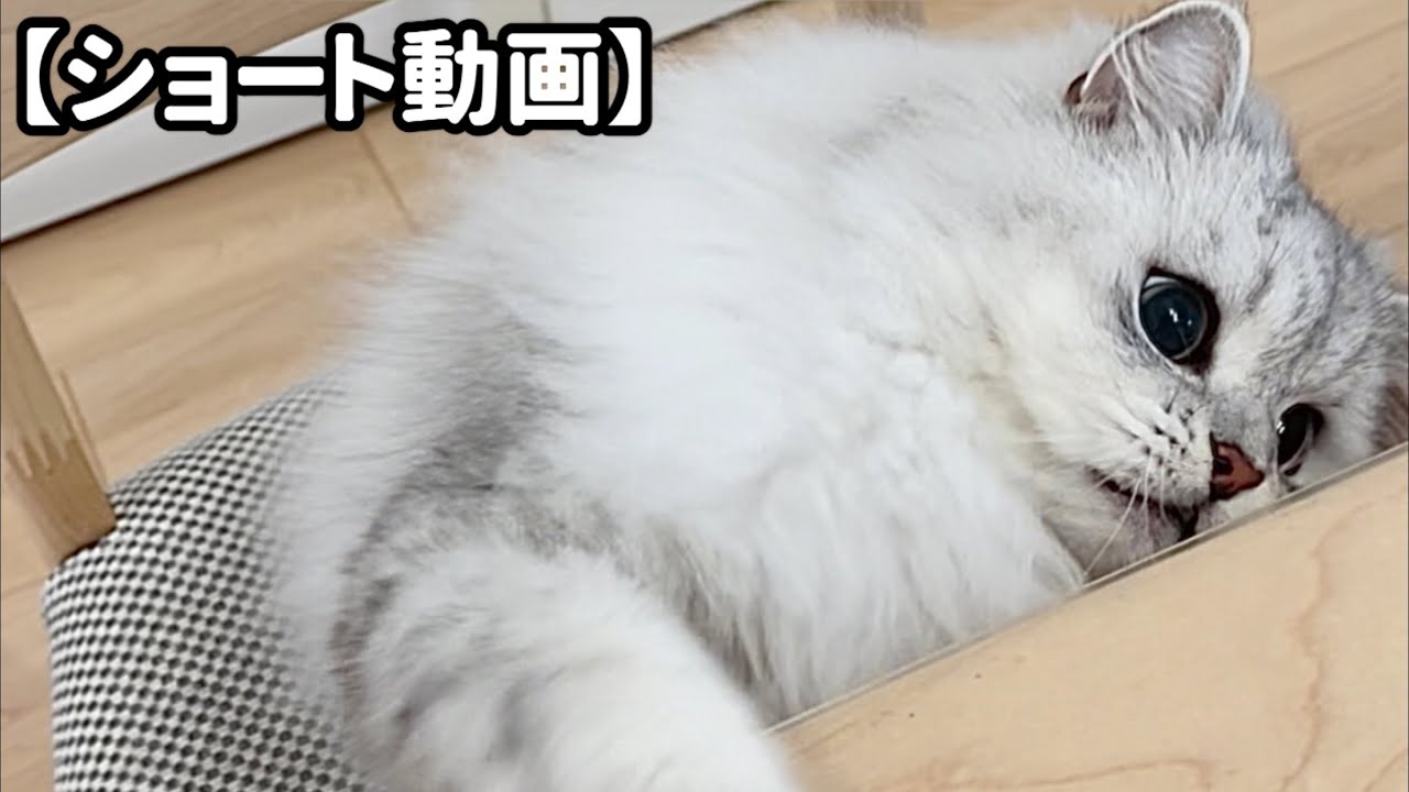 机を拭くと攻撃してくる子猫 【サイベリアン】 #Shorts