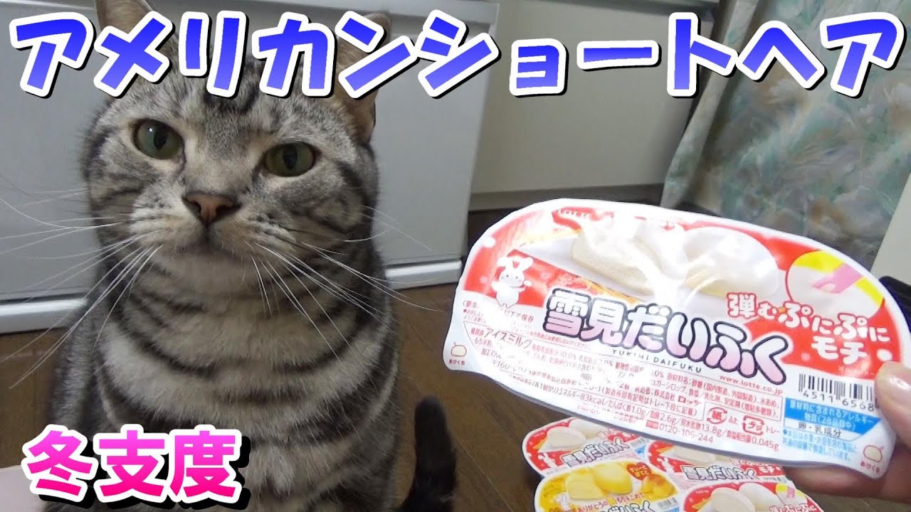 猫と人間の冬支度（アメリカンショートヘアと雪見だいふく）