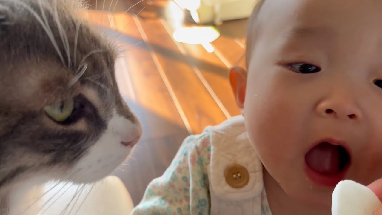 オヤツへの欲求は赤ちゃんに完敗する猫　ノルウェージャンフォレストキャット　Cat loses appetite for snacks to baby