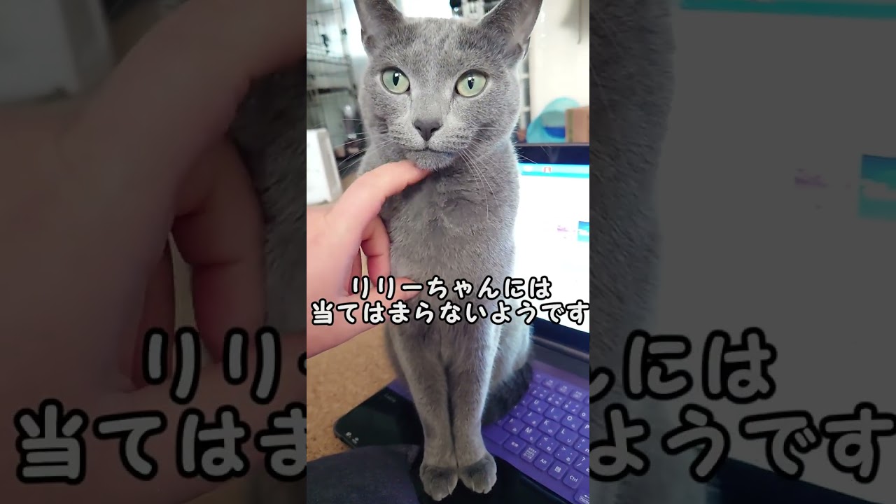 【猫動画】全然ボイスレスキャットじゃないロシアンブルー【russianbule】#shorts　Not a voiceless cat at all Russian Blue