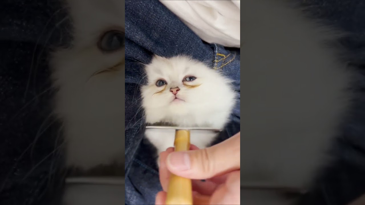 ブラッシングで顔がとろ〜んとしてる😂　#shorts #ミヌエット #マンチカン #子猫