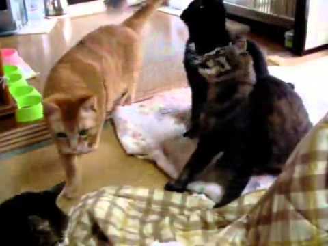 【猫編】みんなの好きな猫じゃらし