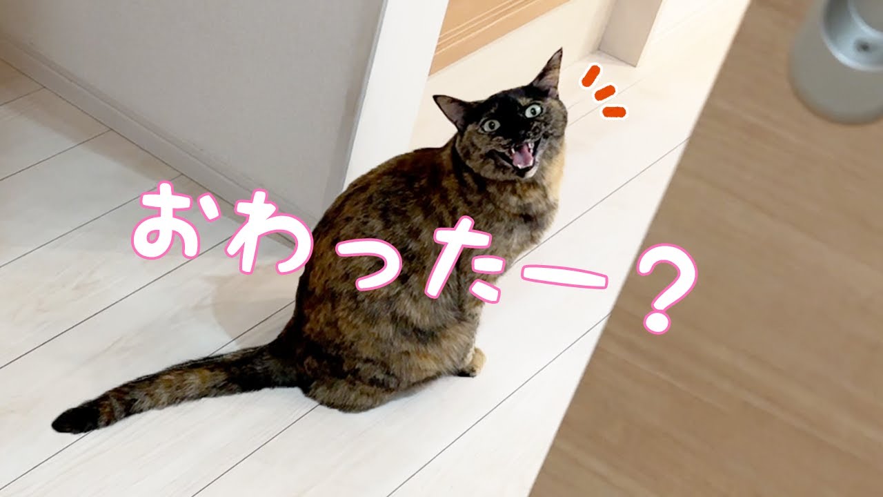 ママの家事が終わるのを待つ賢いサビ猫モモちゃん