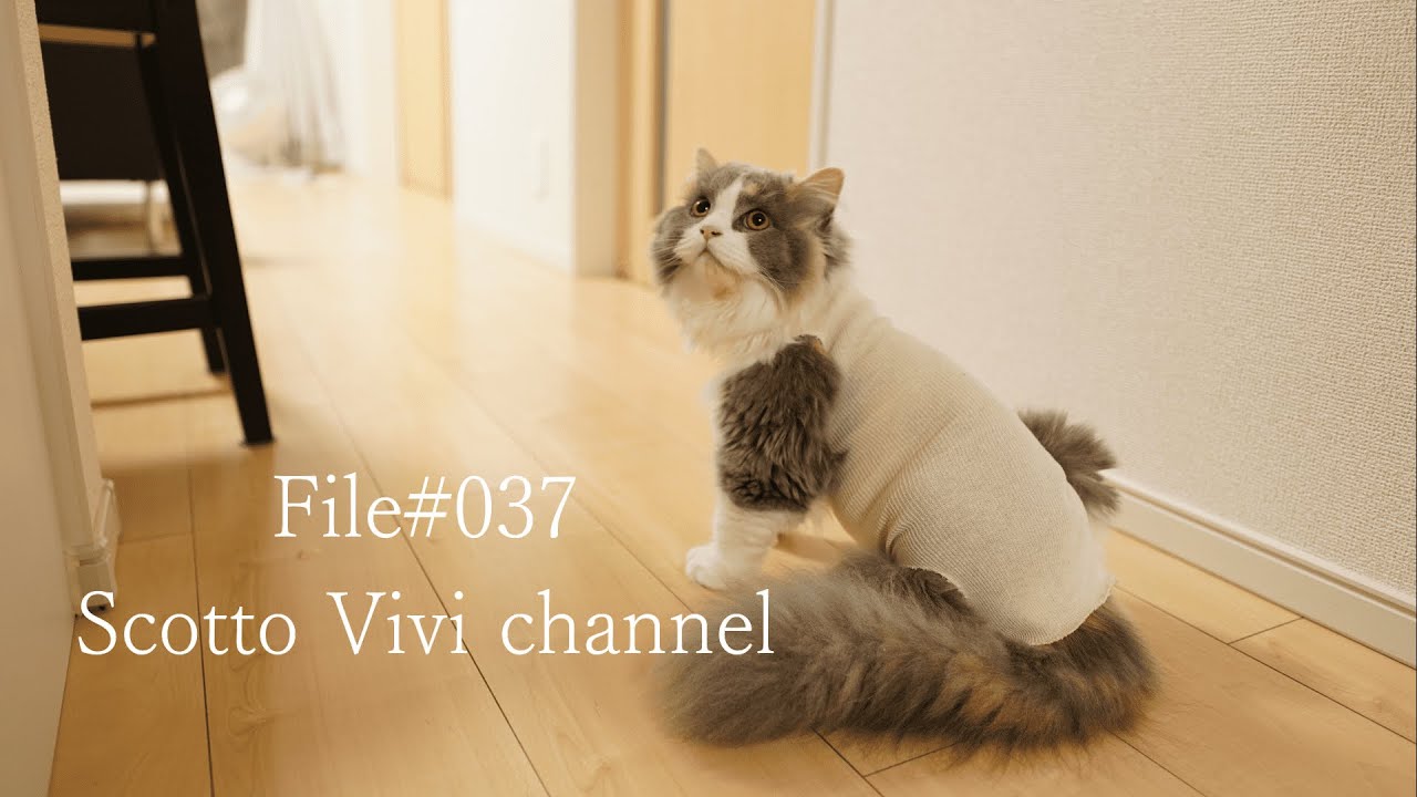 File#037～生後６ヵ月の長毛スコティッシュフォールドの避妊手術～